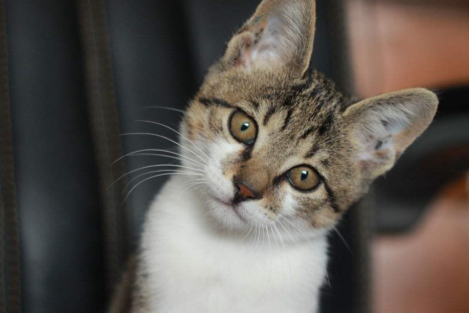 为什么室内家养猫不愿意出门,严重的甚至只趴着不敢站起来?