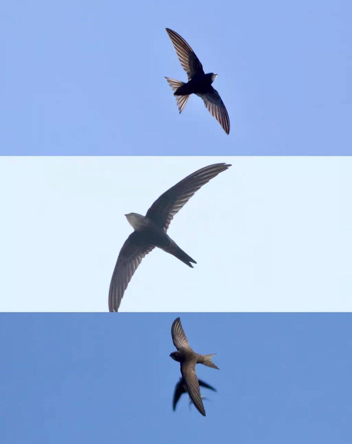 "无脚鸟"雨燕落地就等于死亡,一生边飞边睡,它又如何繁衍后代