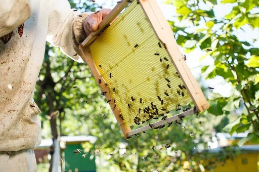 如何禁止工蜂产卵,还有合并两群蜂怎么做最好?一群没有蜂王