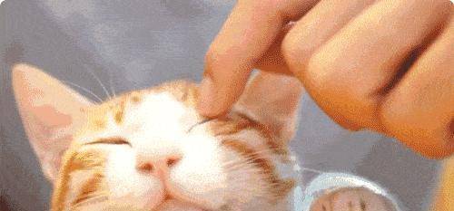 中国人有多喜欢猫,古人撸猫技能全开,现代人3个字回应