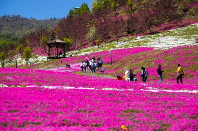 安宁樱花谷风景区图片