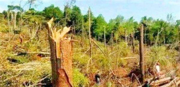 湖北离奇事件:磨山710棵树几分钟内居中折断,目击者称:看到了龙