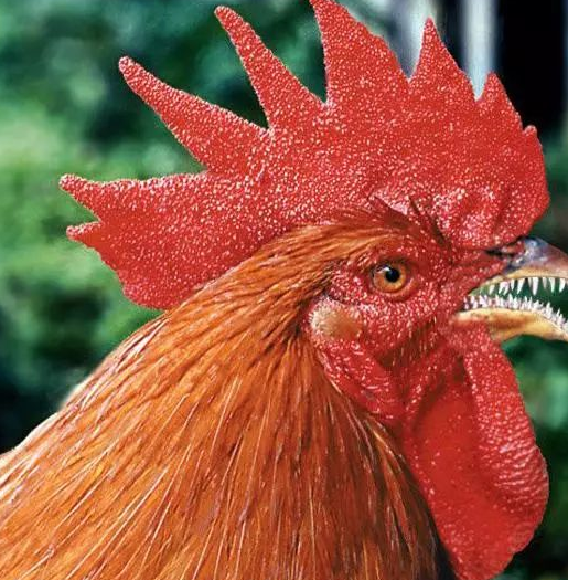 那些存在的返祖现象:人类有尾巴,鸡的祖先有牙齿!