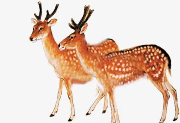 "指鹿为马"到底是鹿还是马?司马迁可能编造了一个弥天大谎