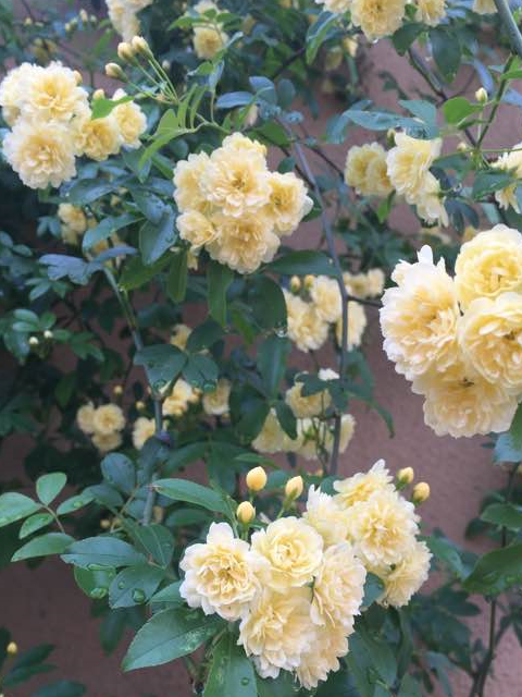 这种藤本植物,漂亮不输铁线莲,芳香四溢,养护简单,是盆栽佳品_木香