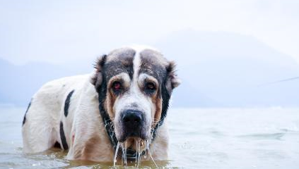 中亚牧羊犬又4000多年的历史,没人能够知道他起源地方,它分布在俄罗斯
