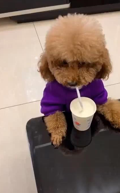 哈士奇_泰迪_网友
