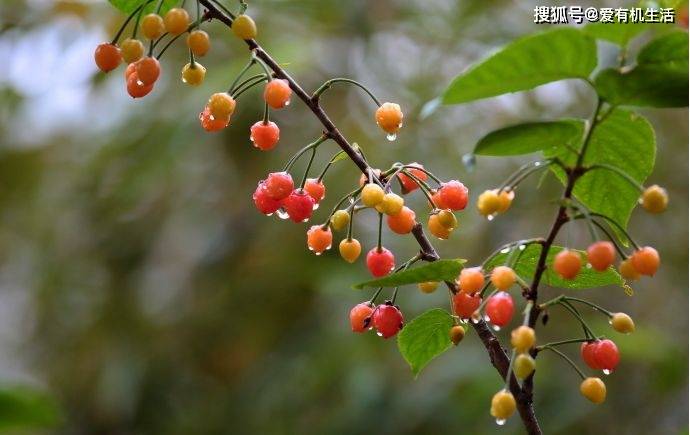 黄梅天是几月份到几月份,一般黄梅天气是什么时候