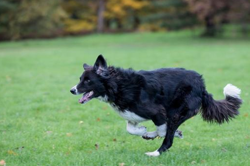 东德牧羊犬为什么会掉毛-猎犬幼犬之家