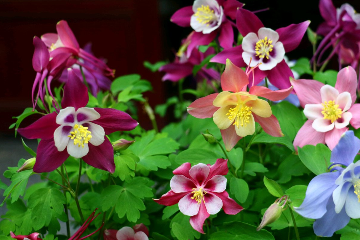 《花声盆栽日记·第888期》带你认识一种极其耐寒的观赏花卉.