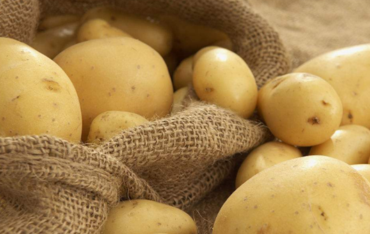 狗狗可以吃的5种蔬菜:黄瓜上榜,狗狗爱不爱吃看就看缘分了