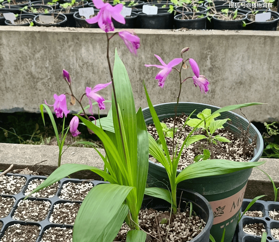 白及,又称白根,白给,有3大作用,价值极高,农民朋友要了解!