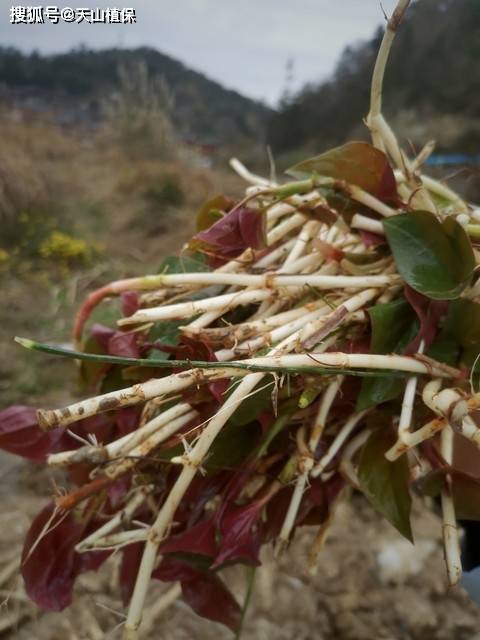 鱼腥草水培种植方法图片