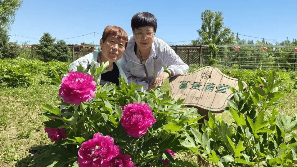 老年大学英语班开展延庆妫川牡丹园游学活动_牡丹花_古城_永宁