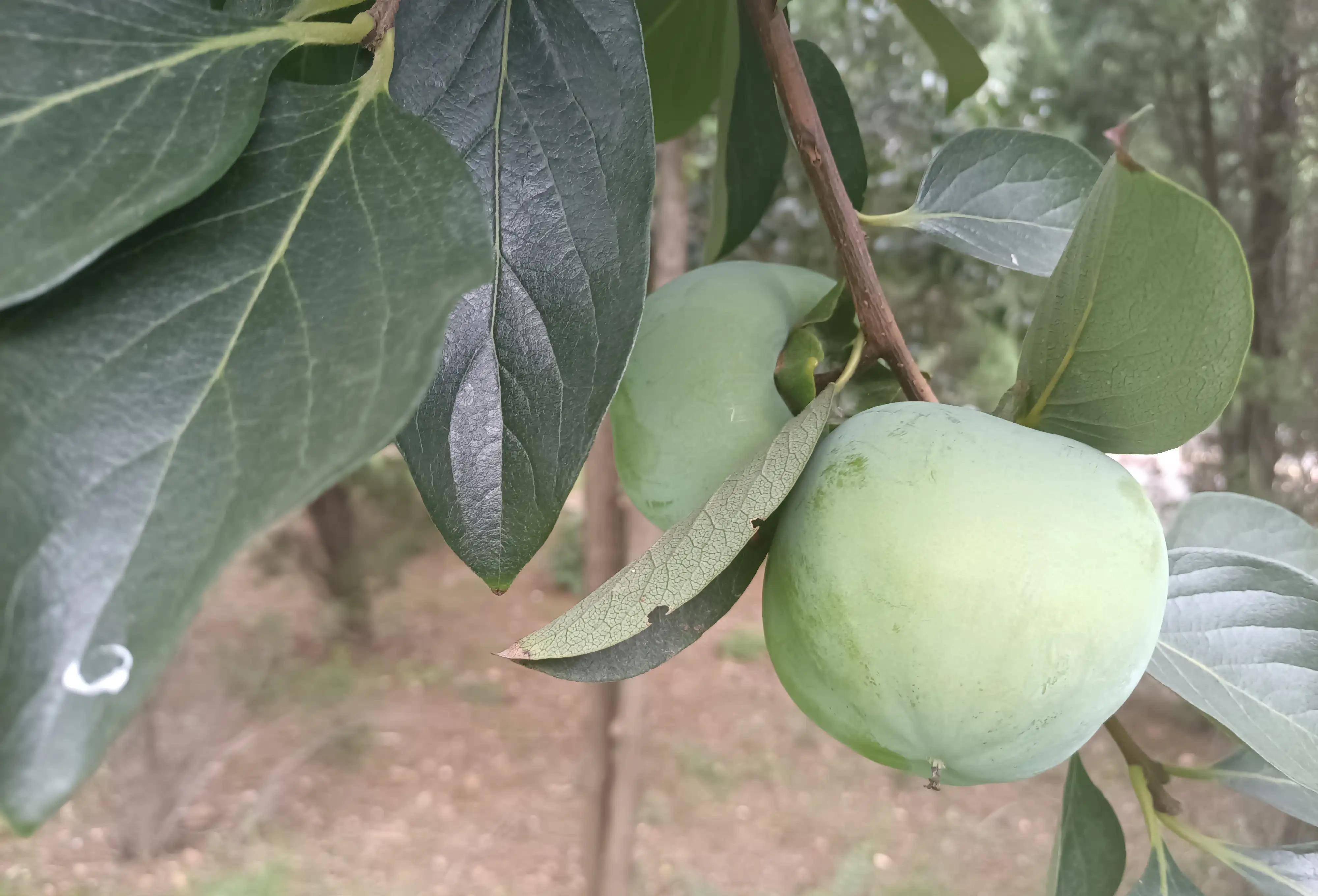洛阳的周山,东周天子的陵寝所在