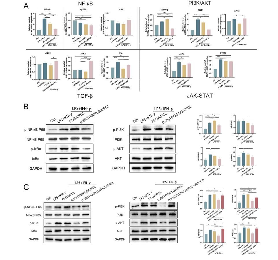 tpg功能化plga/pcl纳米纤维膜调节巨噬细胞极化,以促进牙周组织再生