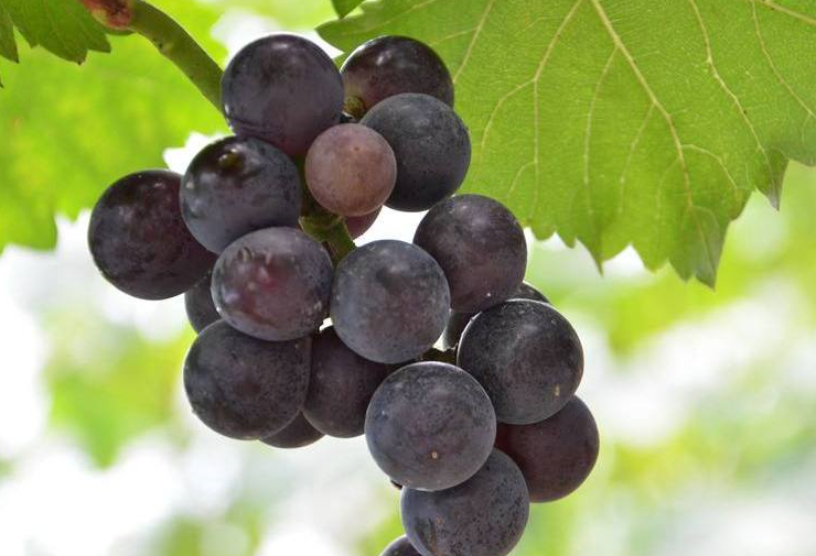 葡萄和提子有何不同?别买错了,本以为占了便宜,殊不知亏大了