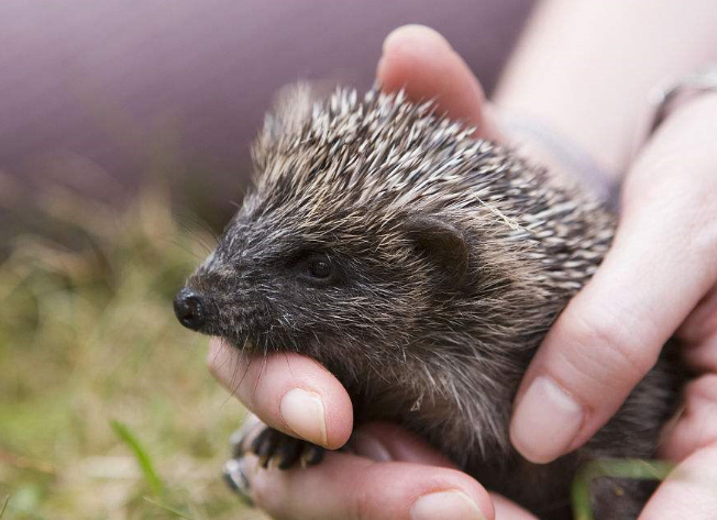 刺猬怀孕及如何喂养刺猬宝宝