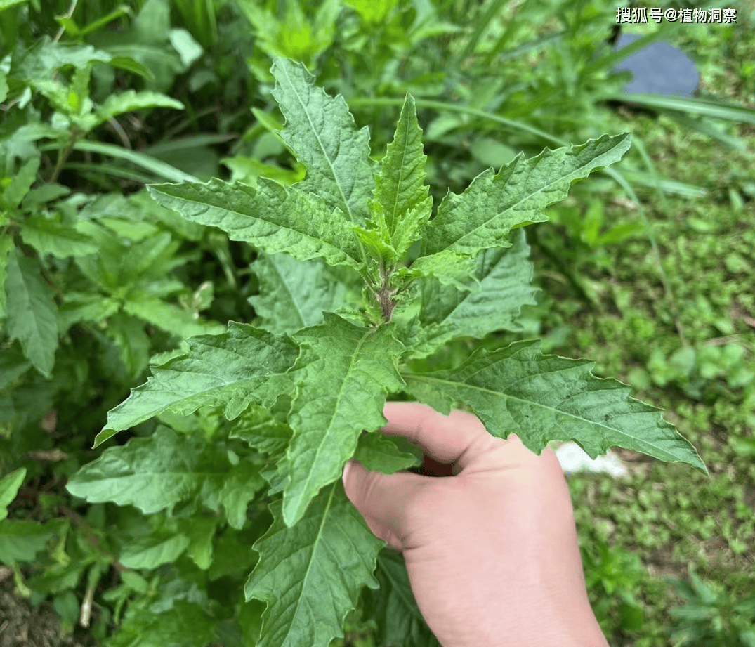 拟荆芥图片