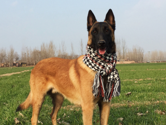 想养马犬的朋友看过来:宠物医生说漏嘴,马犬的科学喂养方法!