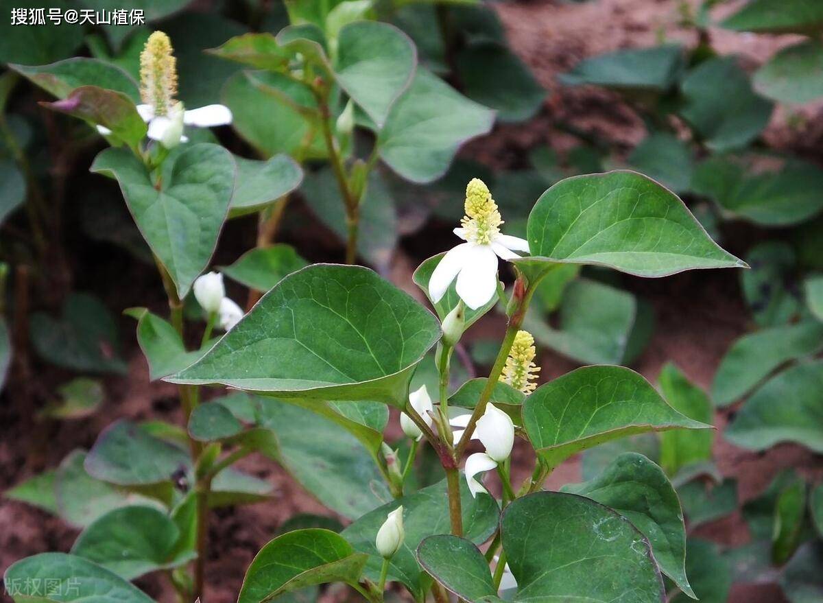 鱼腥草怎么种植又胖又嫩