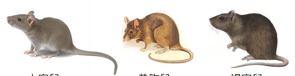 老鼠真的"隐退"了吗?