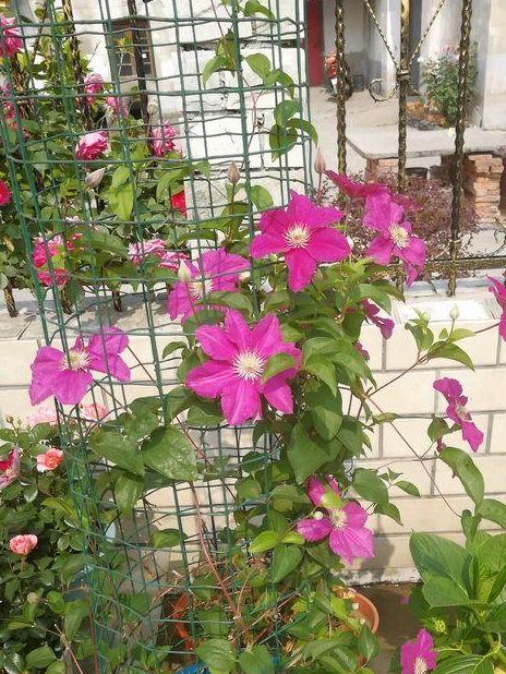 铁线莲的扦插经验分享,照着做生根快,事半功倍,想不开爆都难!