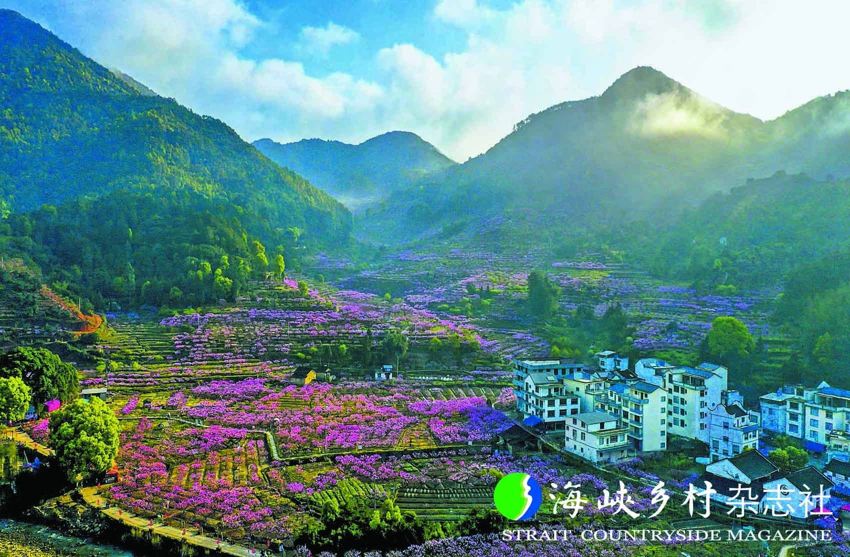 【金牌旅游村】福建|福安虎头村:桃花海里醉春风