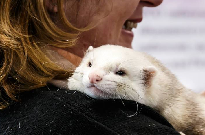 安哥拉雪貂是一种相对较新的雪豹品种