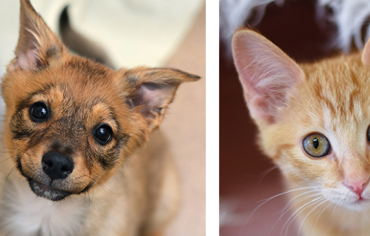 在向您家人添加领养宠物之前,需要考虑的10件事_动物_孩子_家庭