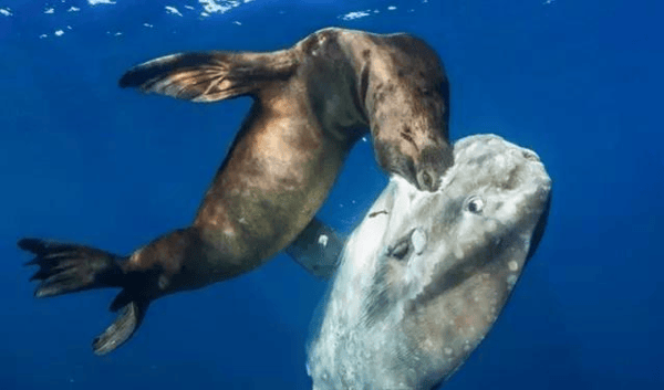 被吃一半也不反抗?翻车鱼为什么还没灭绝?