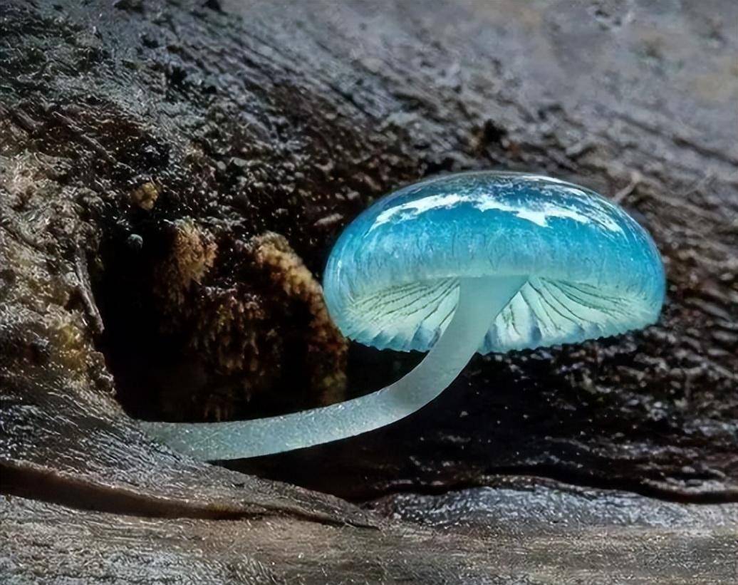 39,这是芭比色宝塔菌,有着梦幻的颜色40,壮观梦幻的冰洞极光景观41