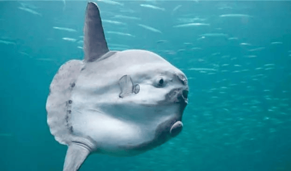 被吃一半也不反抗?翻车鱼为什么还没灭绝?