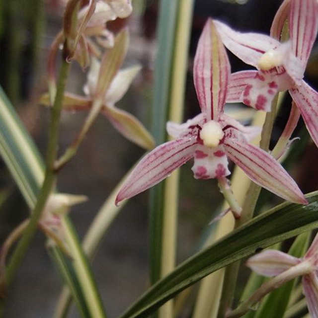 适合新手养的兰花,价格低廉,养护容易,多季开花,是盆栽佳品