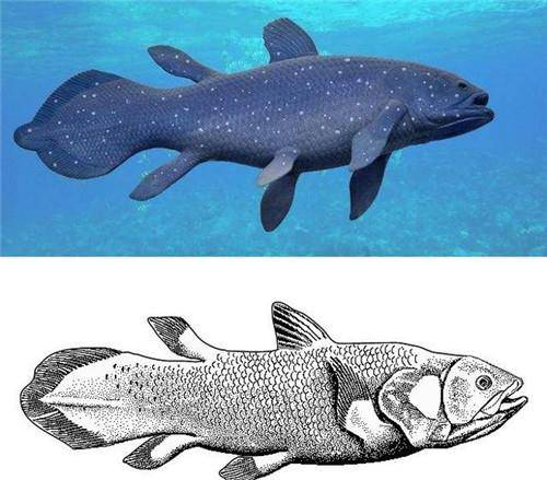 值得一提的是,科学家在肉鳍鱼的鱼鳍上发现了趾头和腕骨,几乎与人类