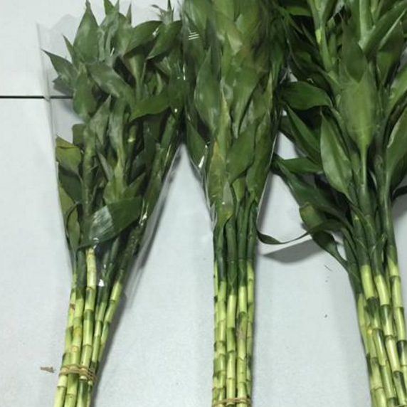 水培富贵竹小窍门,轻轻松松长出大白根,株干粗壮不黄叶!