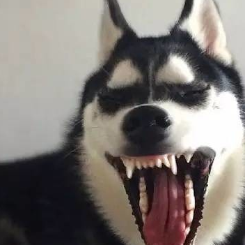 二哈跑到河边喝水,不慎失足,路人在旁边笑疯!二哈:优雅你懂吗