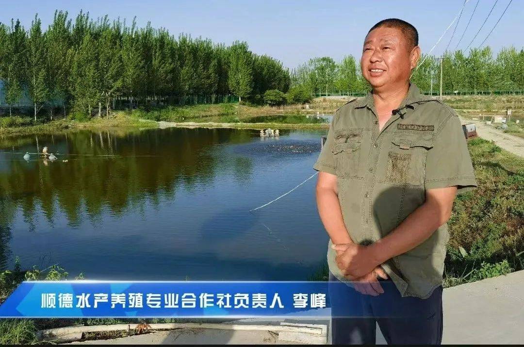 据了解,鹿邑县顺德水产养殖专业合作社共发展近200亩水产养殖,选择了
