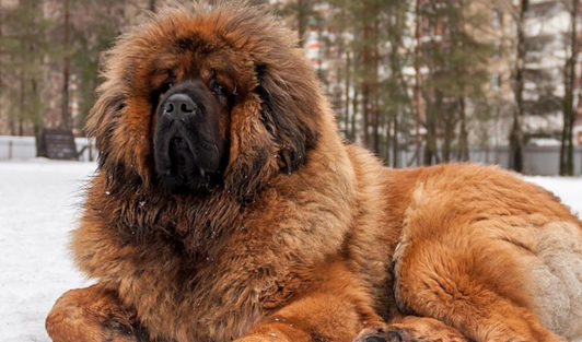 杜高犬_藏獒_高加索
