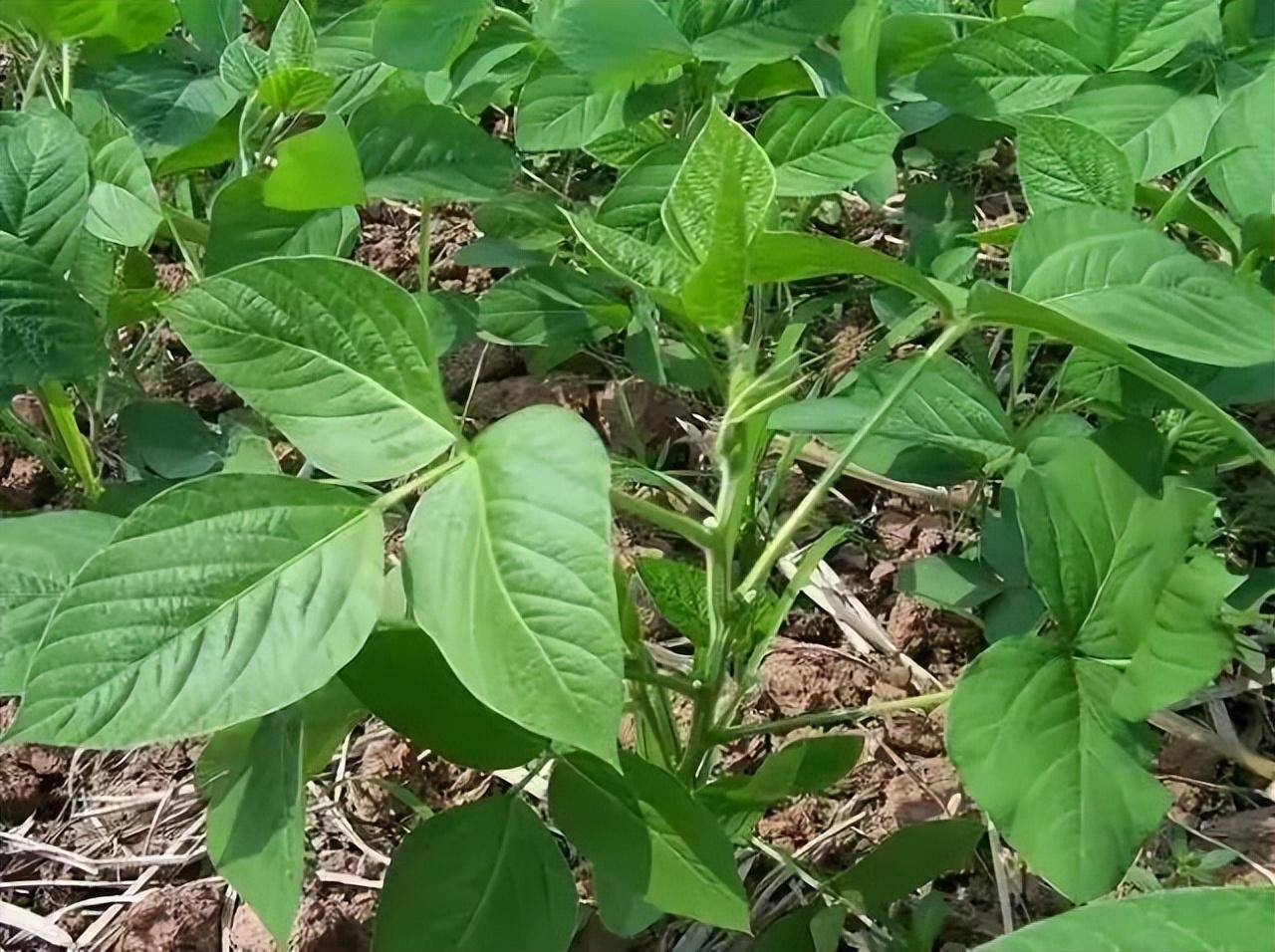 4,养分管理大豆自身会产出根瘤菌,因此,在养分的管理上,氮肥不要用过