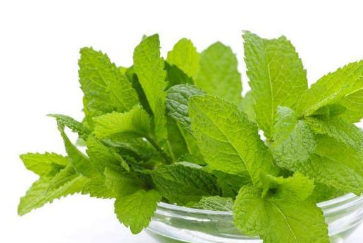 一种凉凉的草,每天吃点,具有解热,治牙疼,止痒等功效!_薄荷_食用_作用