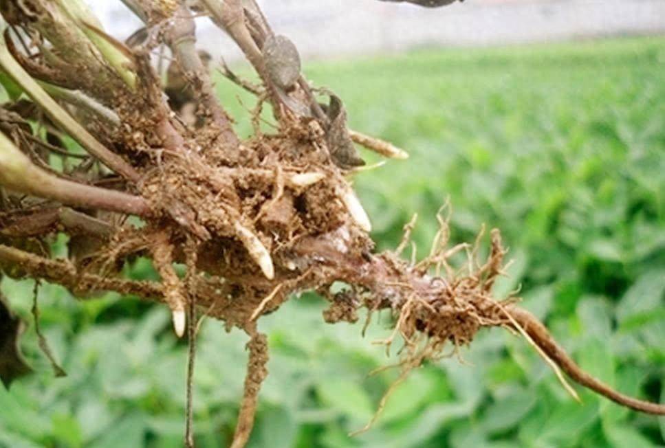 花生果腐病的原因及防治