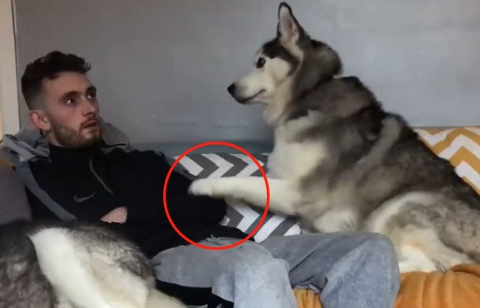 哈士奇_宠物_差距