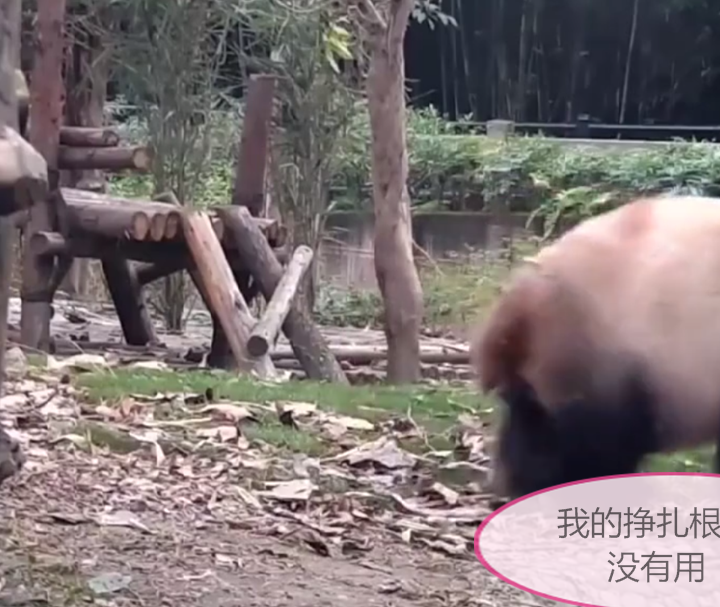 小熊猫不愿洗澡 团子 被妈妈丢进水池 是亲妈吗 太粗暴了