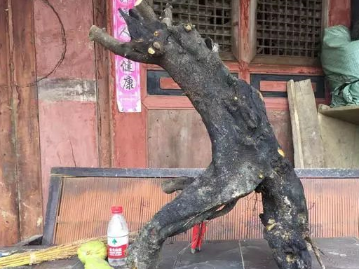 (设计)金弹子盆景造型设计,双杆桩材还能这样玩,实物更有气势