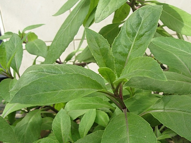 农村这种野草,叶子形如鸡毛,根似三七,是民间珍贵的治病良药