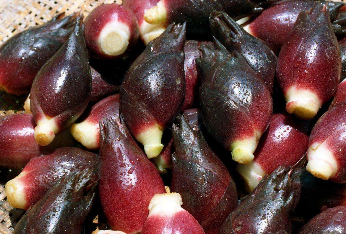 它营养丰富,被日本人称为"亚洲人参",在中国5元一斤却没人吃_阳荷