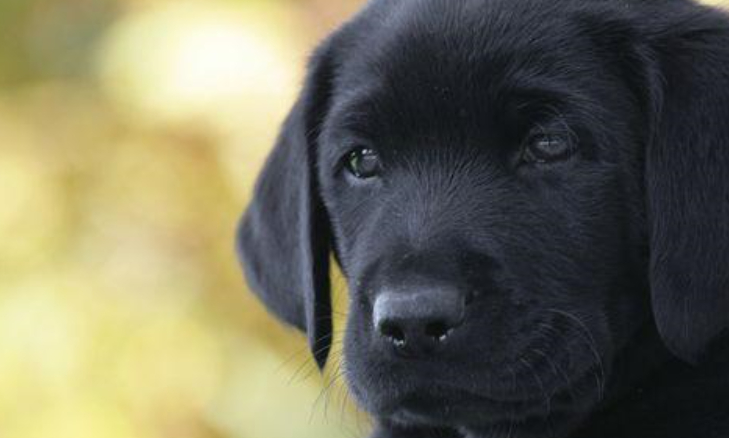 黑毛狗狗品种与图片图片