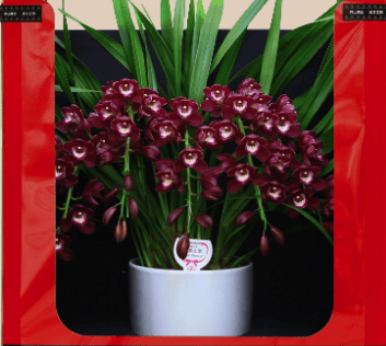 大花惠兰红酒之恋:一段美丽的邂逅_兰花_品种_香气