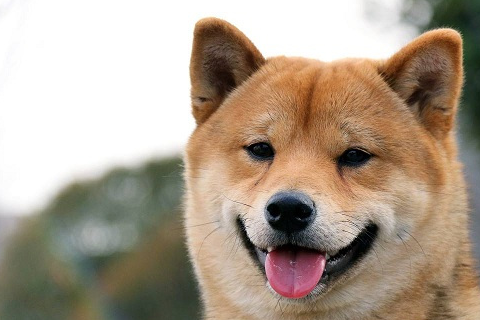 柴犬属于中型犬类,价格也是相当昂贵的,对外具有很强的警惕性和防御